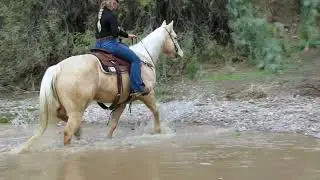 Rockin T Will Shine!! Gorgeous Palomino Gelding for Sale!!