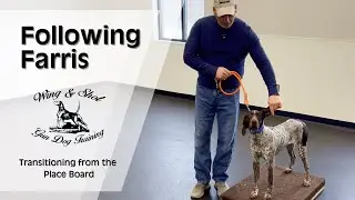 Preparing your GSP bird dog to go from the place board to the field.