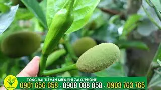 Cách làm bông cho cây mít - RẤT ĐƠN GIẢN