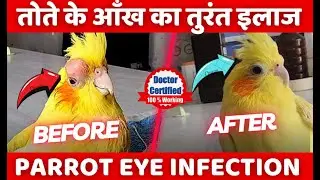 Parrot  Eye Infection Treatment | Tote ki Aankh Ka ilaaj | Medicine | Symptoms | Signs  | In Hindi
