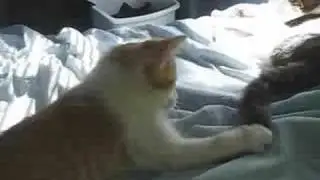 Cat slaps kitten