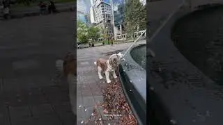 🐶⛲️A Bark-tastic Find: Toronto's Dog Fountain Unveiled