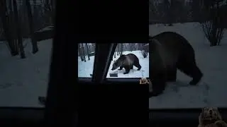&ldquo;Massive Grizzly Bear Paces Outside a Car Window | Intense Wildlife Encounter&rdquo;
