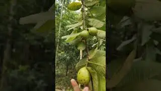 Harvesting pink guava #harvesting #guavafruit #fruit #guava #satisfyingvideo #shorts #viralvideo ✨