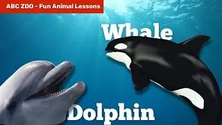 Whale vs. Dolphin: How to Tell Them Apart! | ABC Zoo Fun Animal Lessons