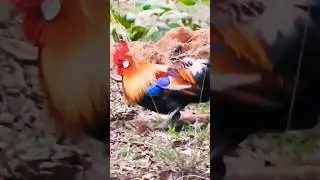 Rooster Shenanigans🐓😂 #rooster #animals #wildlife #naturelovers #funny #fun #shortsfeed #shorts #new
