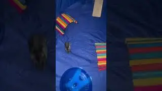 Our silly little hamster running around #hamster #bunsworld #fyp #shorts #pets