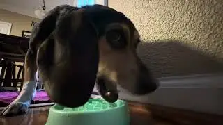 Beagle dinner speed! 
