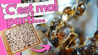 L’année commence mal pour mes fourmis Tetramorium… Paulette à la rescousse !