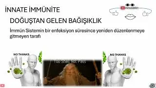 Doğuştan Gelen İnnate İmm&uuml;n Yanıt ve Toll Benzeri Resept&ouml;rler  imm&uuml;noloji konu anlatımı #imm&uuml;noloji