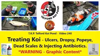 T.K.P. Telford Koi Pond-Video 240-Treating Ulcers, Dropsy, Popeye etc. incl.  Injecting Antibiotics