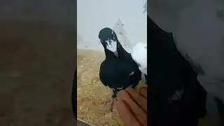 Wings Unfurled The Pigeon Chronicles 1