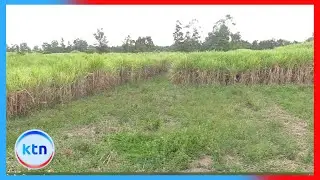 Wakulima wa miwa Nambale wahofia hasara baada ya kucheleweshwa kukatwa
