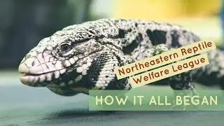 Northeastern Reptile Welfare League:  How it all began