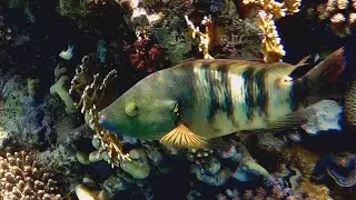 Broomtail wrasse female (Cheilinus lunulatus), Перистохвостый хейлин самка