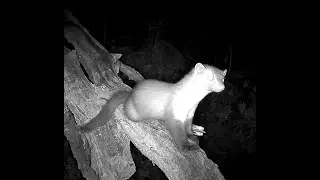 fototrappola coolifepro SV-TCFSW #trailcamera #coolifepro #wildlife