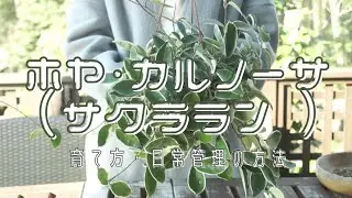 ホヤ・カルノーサ（サクララン）の育て方・日常管理の方法