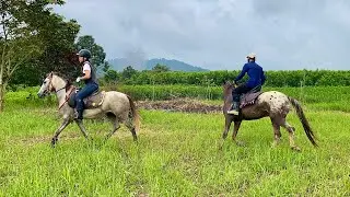 Chill Cùng Những Bạn Ngựa Dũng Cảm