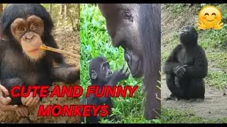 9 Unexpected Monkey Moments That Melted Everyone&rsquo;s Hearts