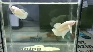 WHITE PLAKAT BETTA #bettafish #ikanlaga #aquarium #hobby #vlog #fishtank #shorts #breedingbetta