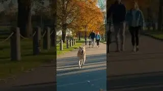 Dog Help Owner During Medical Emergency