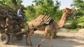 Camel pulling wood loaded cart on the road