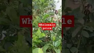Wholesale nursery plants purchase