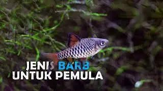 5 Jenis Ikan Barb Paling Populer Untuk Dipelihara.