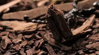 mixkit black scorpion walking closeup SPECIAL 4K Video 🧿 Dolby Vision 4K 60FPS HDR Video