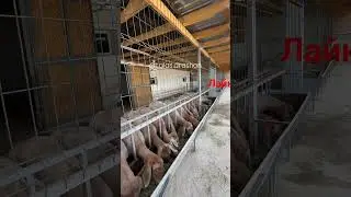 #new#arashan#qirgizston#arashanuz#uzbekistan#киргизистон#kozakbraci#animals#original#topnews#reels