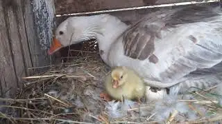 FAMILIA SE GAȘTE S-A MĂRIT (a ieșit primul bobocel )🦆🦆