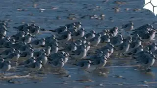 Bécasseau  sanderling : Coureur infatigable des rivages