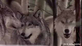 Social dynamics of wolves 