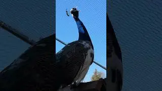 Peacock mating call 🔊