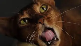 Abyssinian Cats - Breed Traits & History
