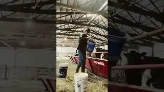 Feed our cattle some corn #countrymusic #cattle