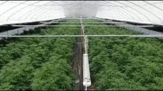 Australian Police Seize $40M Worth of Cannabis
