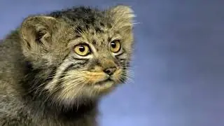 #DreamScreenAI #cat #catlovers #kitten #catbehavior #cute #catlove #cutecats #funny #ukcats