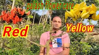 Yellow & Red Palash flower Plant care Tips.পলাশ ফুল গাছের পরিচর্যা