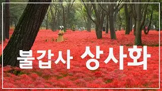 2023 불갑사 상사화 / Bulgapsa Temple Flower Festival