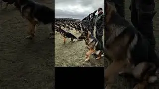 K9 Hero Training: Unbelievable Dog Training Exercises!
