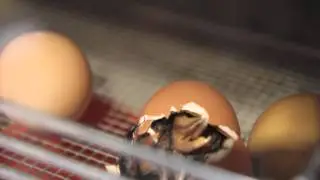 Willkommen! Ein K&uuml;ken schl&uuml;pft aus dem Ei.