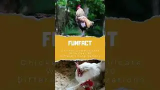 Chicken Communicate With Over 30 Different Vocalizations #animals #facts