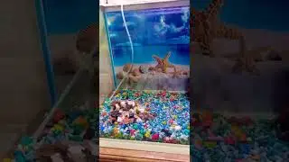 🆕Moulded Aquarium Full Setup 🐋🦈🐬🐠