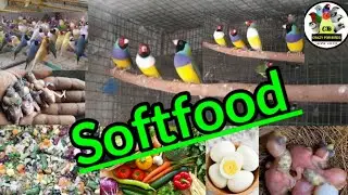 Soft food Secret || #parrot #finch #softfood #eggfood