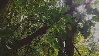 Wildlife Rescue project in Costa Rica - Tinker the anteater is released!