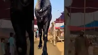 150 Feet Bakra In Eid Mandi 😱 #bakra #beautifullgoats #beautifulbakra