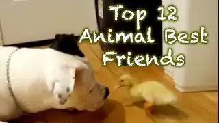 NEW Top 12 Animal Best Friends Compilation