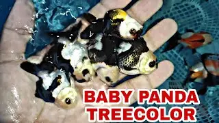 IKAN MASKOKI ORANDA PANDA DAN TREECOLOR //GOLDFISH