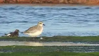 Reconna&icirc;tre les oiseaux : quelques limicoles. Identifying birds : Plover, Turnstone and Sandpipers